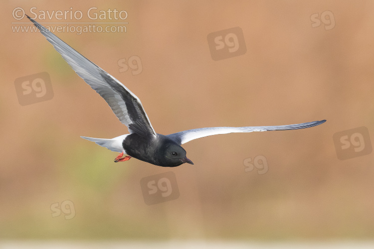 White-winged Tern