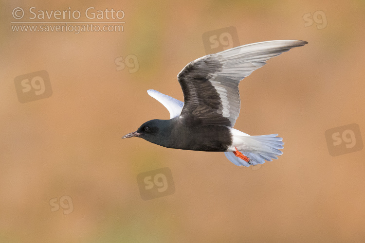 White-winged Tern, adult standing in the water