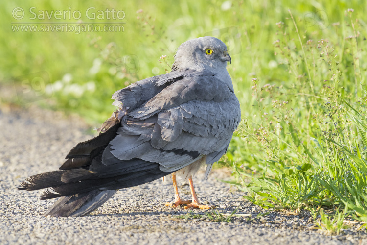 Montagu's Harrier, adult male resting on the edge of a road