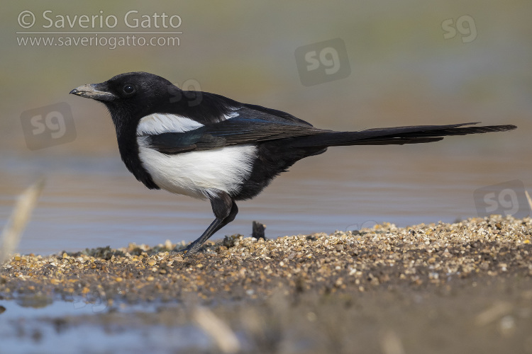 Eurasian Magpie, adult standing on the ground