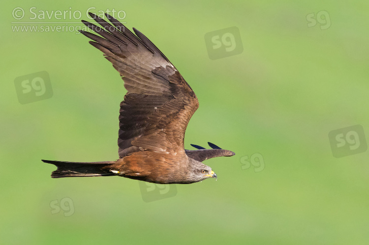 Black Kite, adult in flight