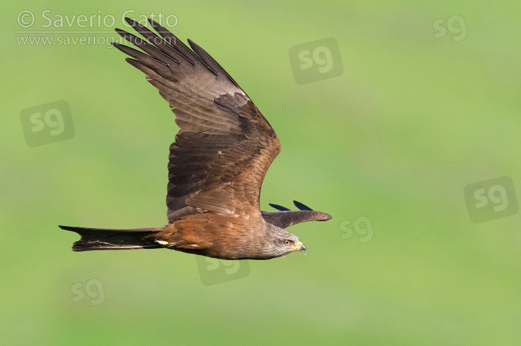 Black Kite