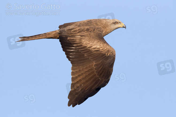 Black Kite, adult in flight