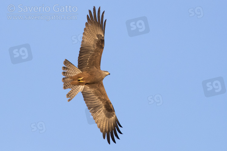 Black Kite, adult in flight