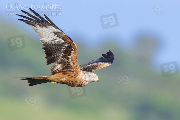 Nibbio reale, adulto in volo