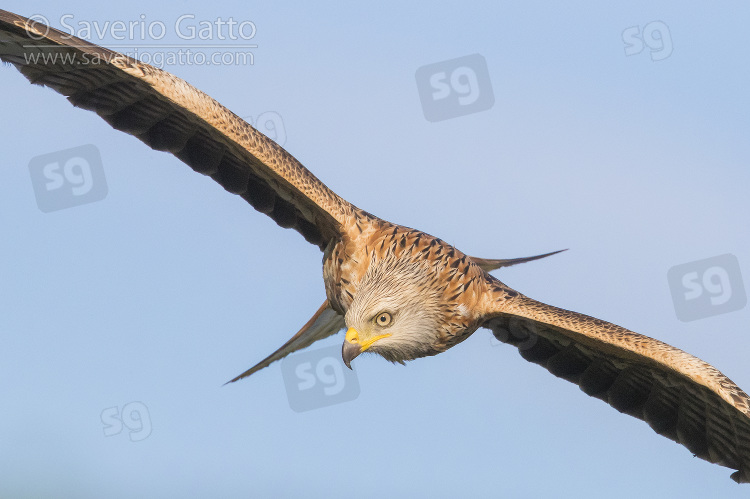 Red Kite, immature in flight