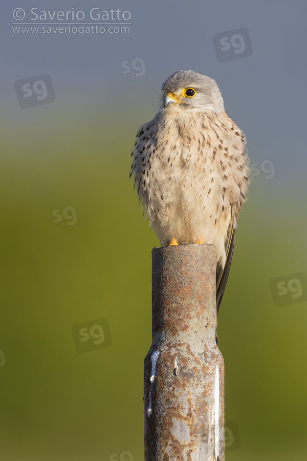 Lesser Kestrel, immature standing on a post