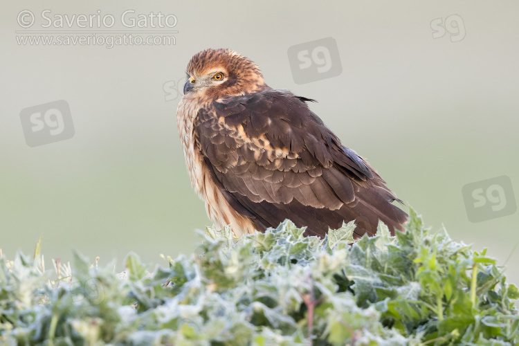 Montagu's Harrier, adult female sitting on the ground