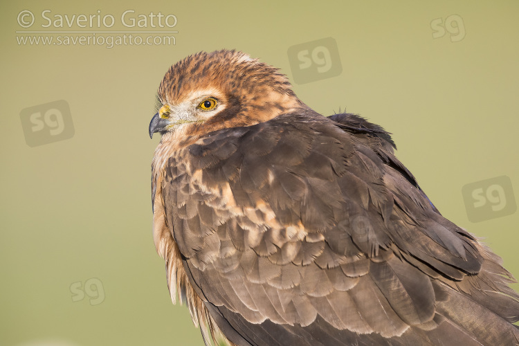 Montagu's Harrier, adult female close-up