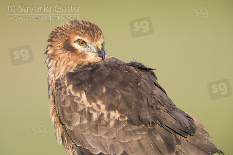 Montagu's Harrier, adult female close-up