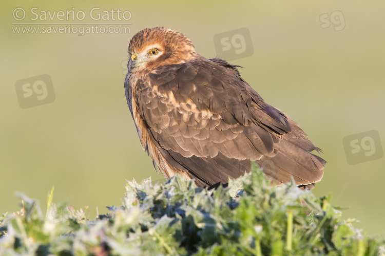 Montagu's Harrier, adult female sitting on the ground