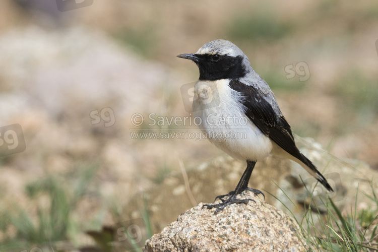 Seebohm's Wheatear, adult male standing on the ground in morocco