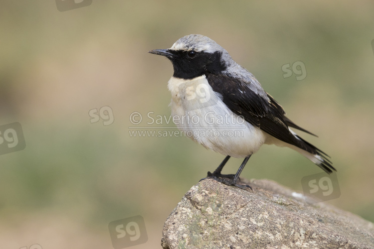 Seebohm's Wheatear, side view of adult male standing on a rock in morocco