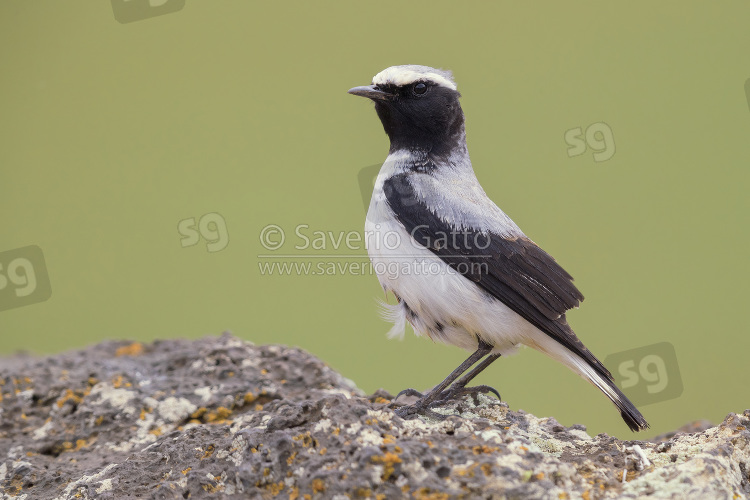 Seebohm's Wheatear, side view of adult male standing on a rock in morocco