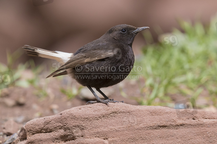 Black Wheater, side view of an adult male standing on a rock in morocco