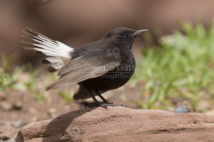 Black Wheater, side view of an adult male displaying from a rock