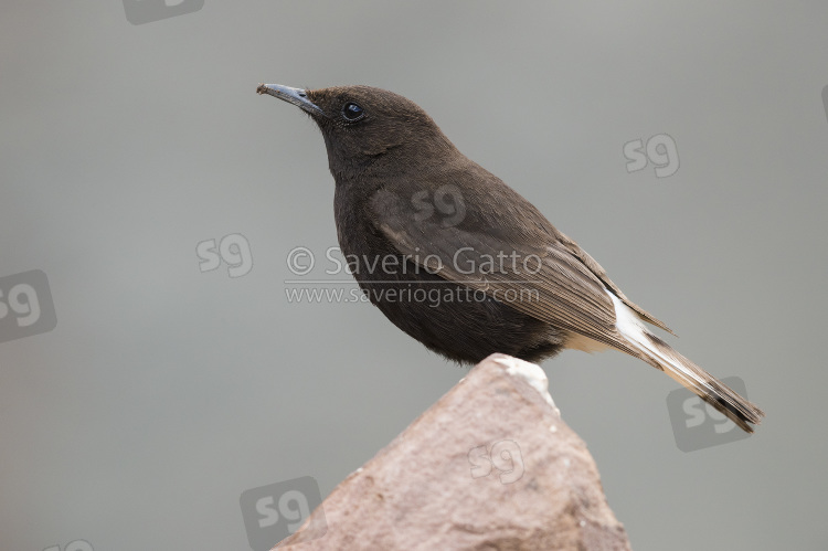 Black Wheater, side view of an adult male standing on a rock in morocco