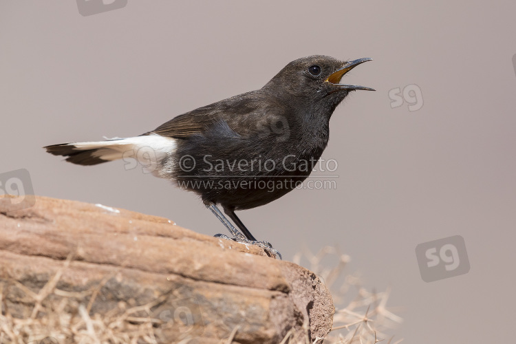 Black Wheater, side view of a male singing from a rock in morocco