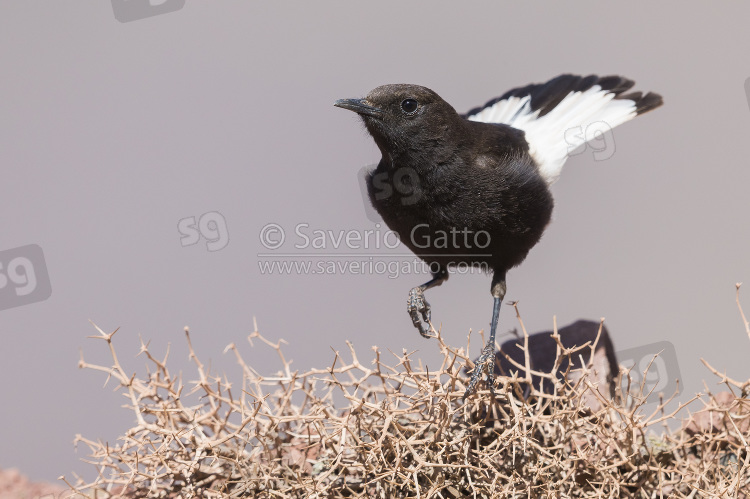 Black Wheater, front view of a male standing on a bush in morocco