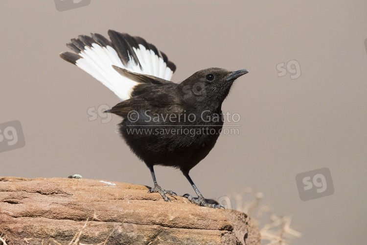 Black Wheater, adult male standing on a rock with spread tail