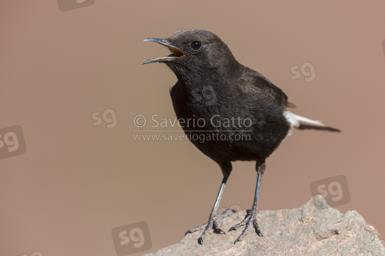 Black Wheater, front view of a male singing from a rock