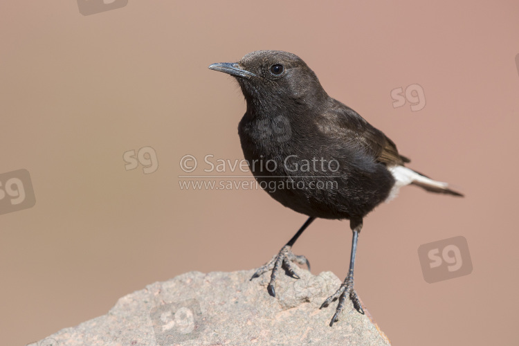 Black Wheater, front view of a male standing on a rock