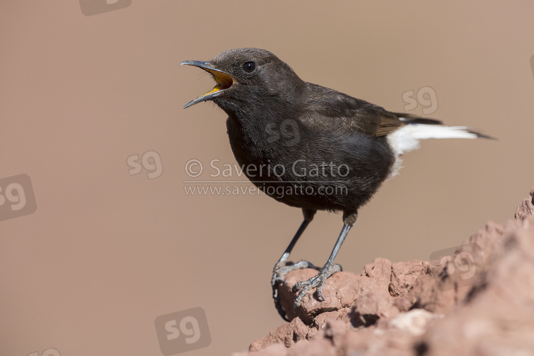 Black Wheater, male singing from a rock in morocco