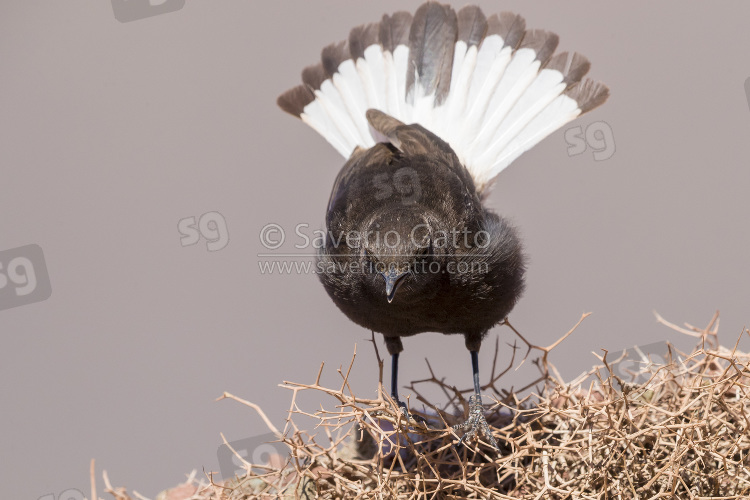 Black Wheater, adult male displaying from the top of a bush in morocco