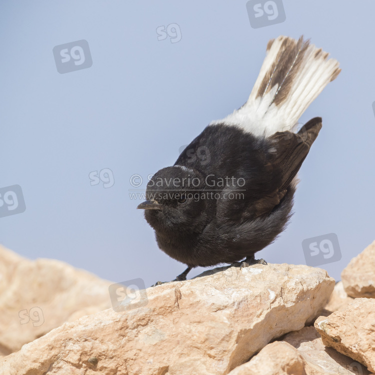 Monachella nera testabianca, individuo alla prima estate accovacciato su una roccia