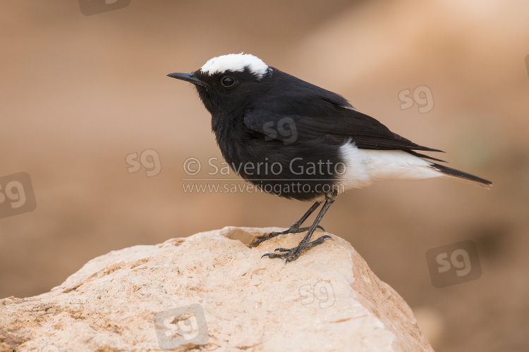 Monachella nera testabianca, adulto posato su una roccia in marocco