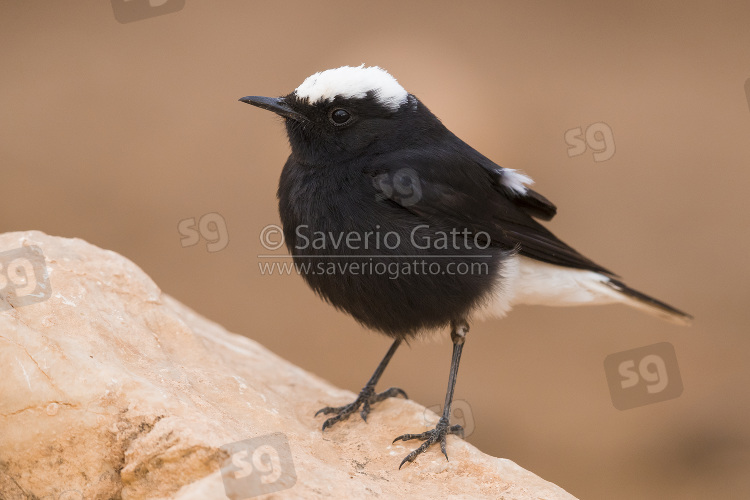 White-crowned Wheatear, adult standing on a rock in morocco