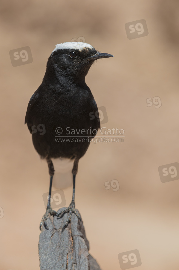 White-crowned Wheatear, font view of an adult standing on a stone