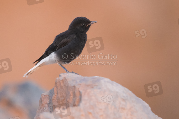 White-crowned Wheatear, side view of a juvenile standing on a rock