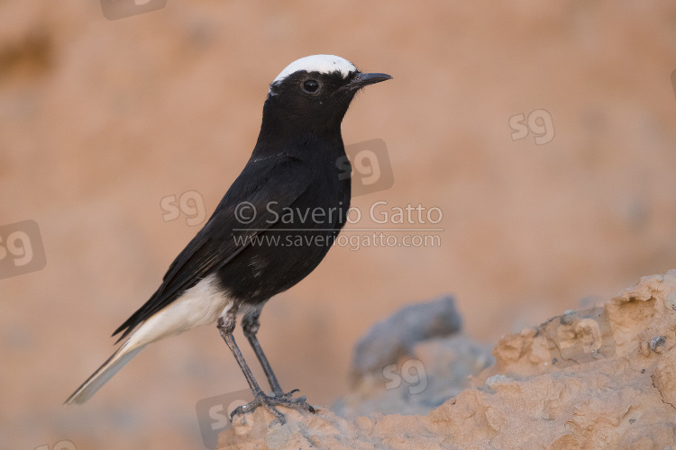 White-crowned Wheatear, side view of an adult standing on a rock in morocco