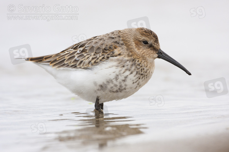 Dunlin, first winter individual standing on the shore