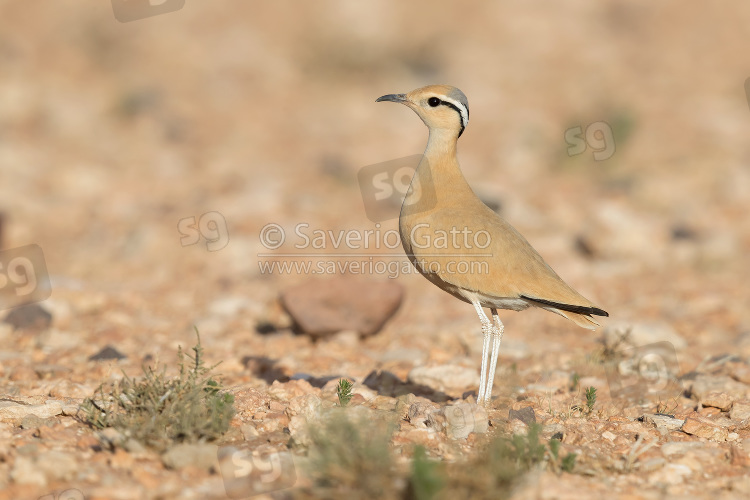 Cream-colored Courser, side view of an adult standing on the ground in its typical habitat in morocco