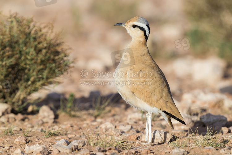 Cream-colored Courser, side view of an adult standing on the ground in its typical habitat in morocco