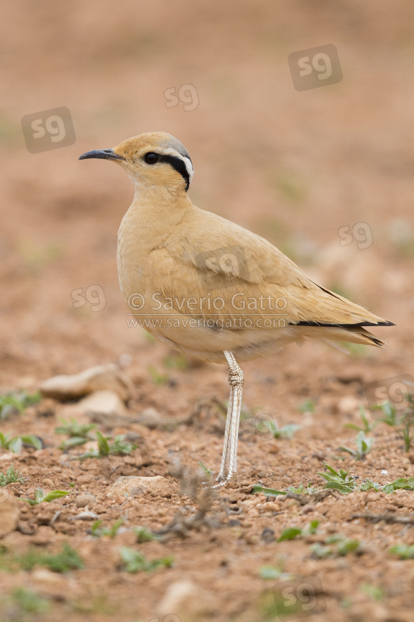 Cream-colored Courser, side view of an adult standing on the ground in its typical habitat in morocco