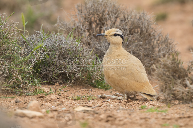 Cream-colored Courser, side view of an adult crouched on the ground in its typical habitat in morocco