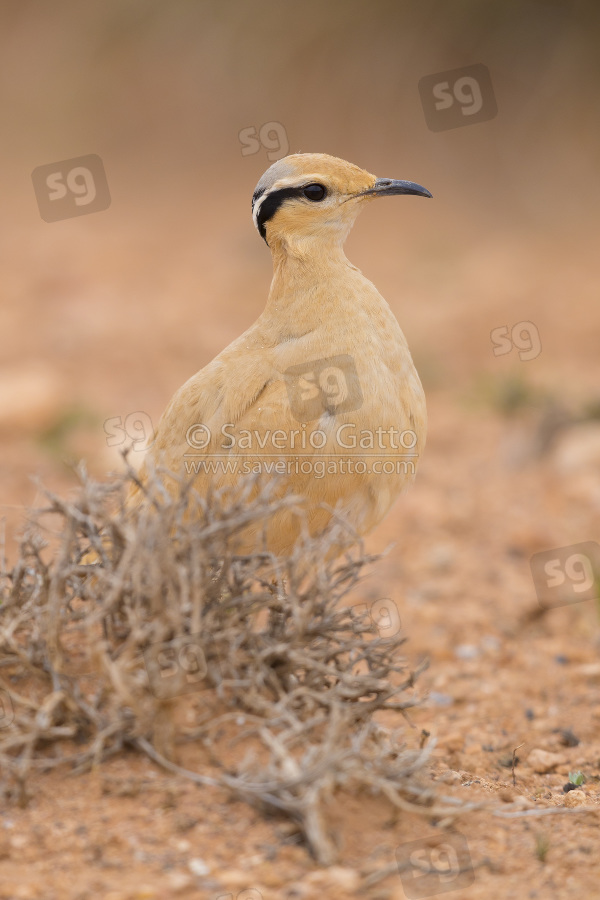 Cream-colored Courser, side view of an adult standing on the ground in its typical habitat in morocco