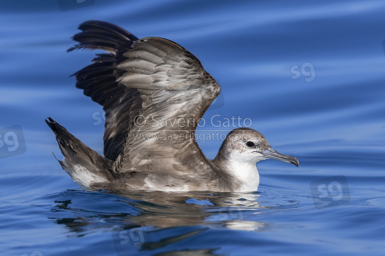 Persian Shearwater, side view od an adult spreading its wings