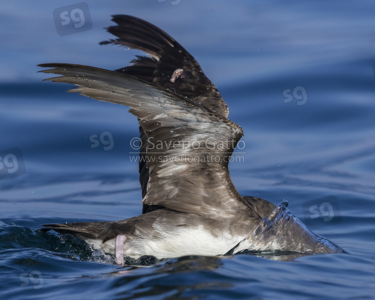 Persian Shearwater, side view od an adult spreading its wings while seeking for food under the water surface