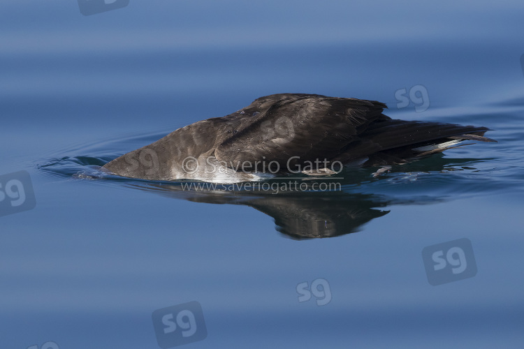 Persian Shearwater, side view od an adult seeking for food under the water surface in oman