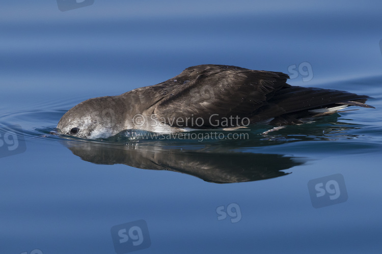 Persian Shearwater, side view od an adult seeking for food under the water surface in oman