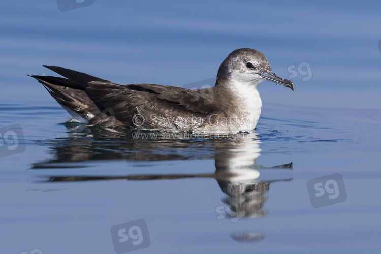 Persian Shearwater, side view od an adult floating on the water surface in oman
