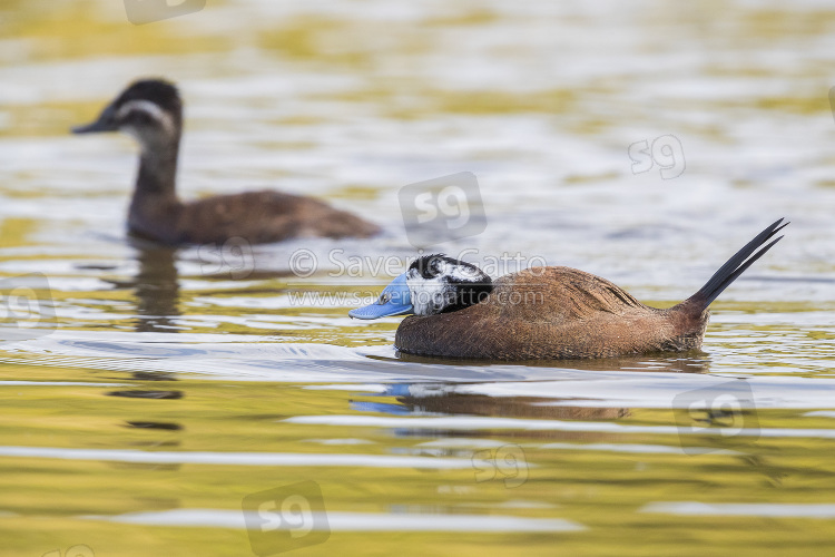 White-headed Duck, side view of a pari in a lake
