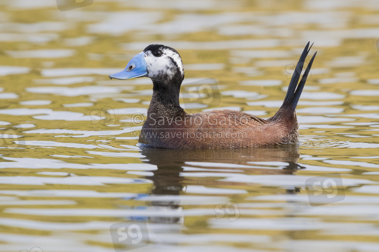 White-headed Duck, side view of a second summer male