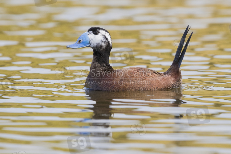 White-headed Duck