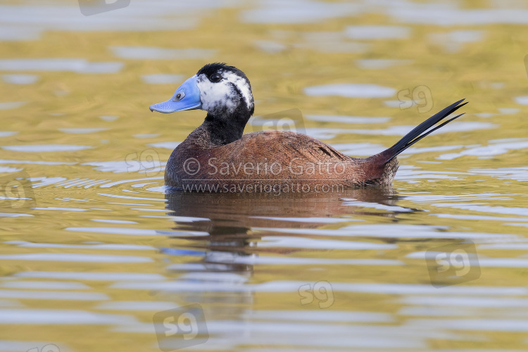 White-headed Duck