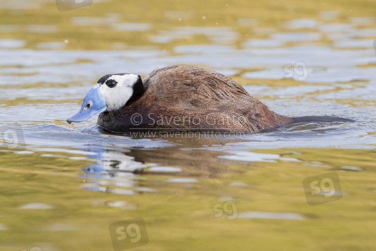 White-headed Duck, side view of an adult male in a lake